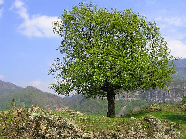 eiche.baum.img_0084.jpg
