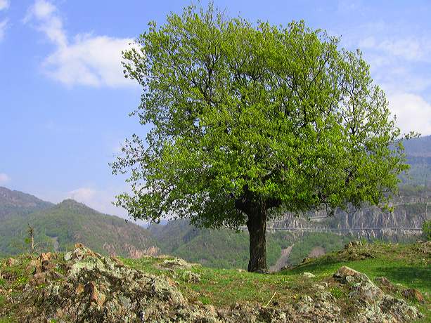 eiche.baum.img_0084.jpg