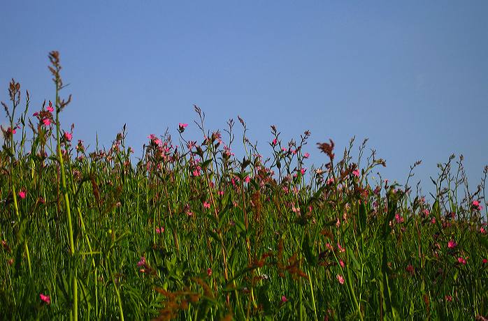 blumenwiese.img_0940.jpg