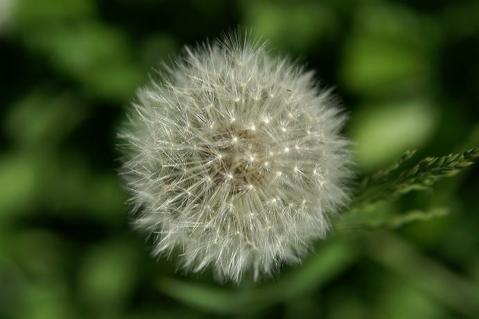 pusteblume.pict3210.jpg