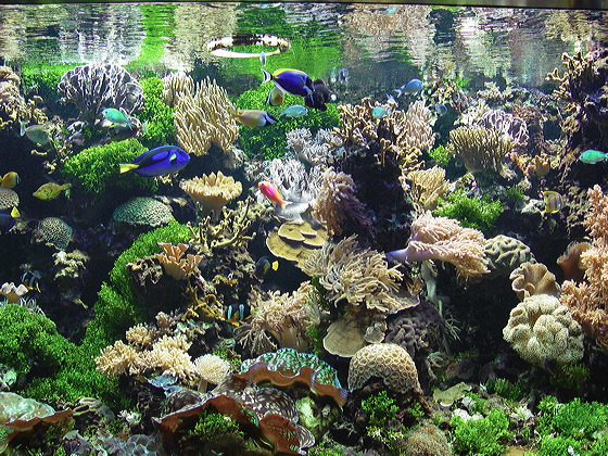 aquarium_06068.jpg