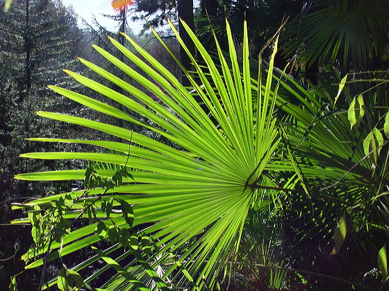 palme.dsc09826.jpg