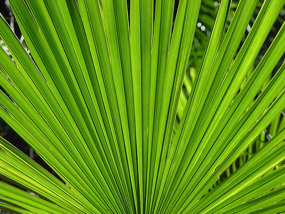 palme.dsc09829.jpg