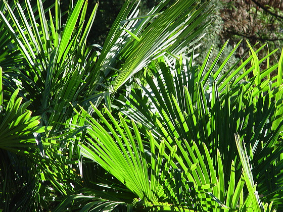 palme.dsc09837.jpg