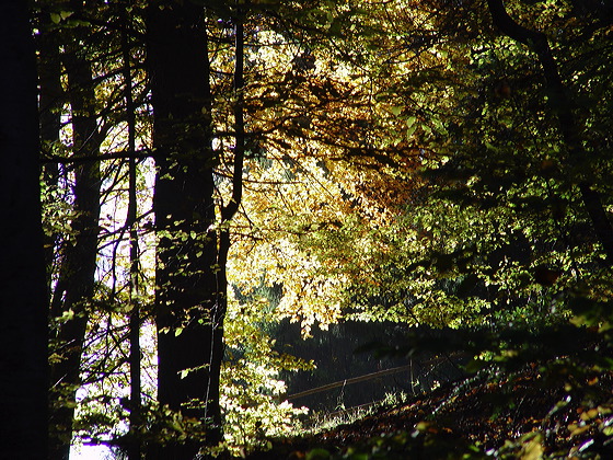 wald.herbst.dsc05557.jpg