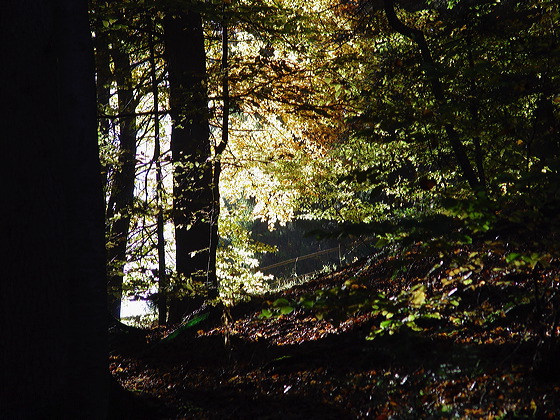 wald.herbst.dsc05558.jpg