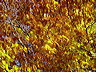 herbst.dsc05608