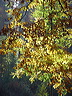 herbst.dsc05615