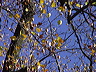 herbstlaub.dsc09786