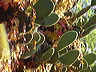 kaktus.dsc08674