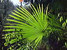 palme.dsc09826