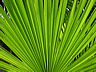 palme.dsc09829