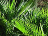 palme.dsc09837