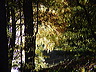 wald.herbst.dsc05557