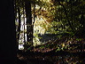 wald.herbst.dsc05558